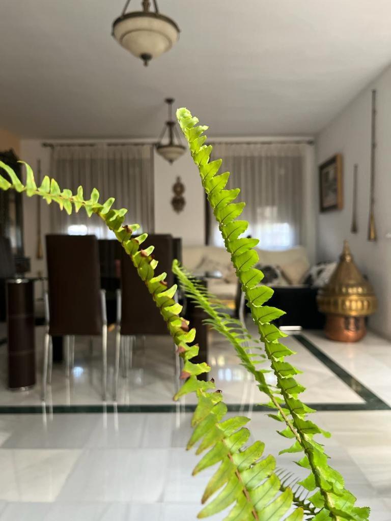 بيت شباب Alyana قرطبة المظهر الخارجي الصورة